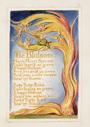 The Blossom: plate 11 from 